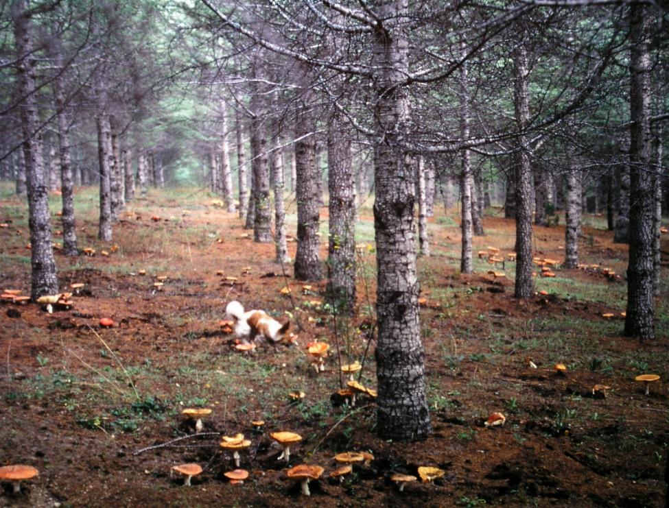 Il bosco delle favole